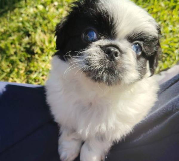 Diesel