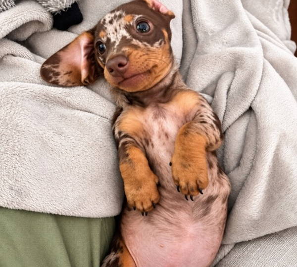 Bella