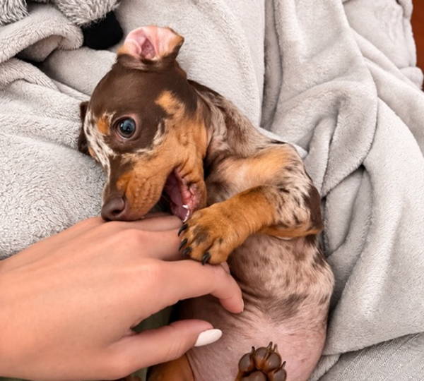 Bella