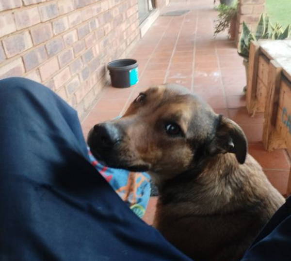 Diesel
