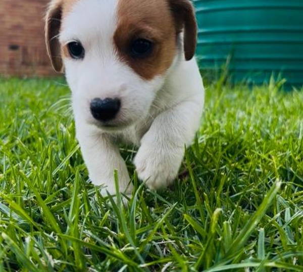 Flekkie