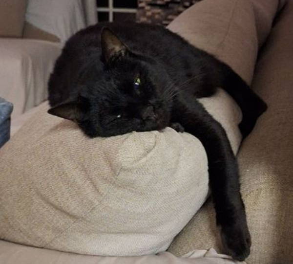Bagheera