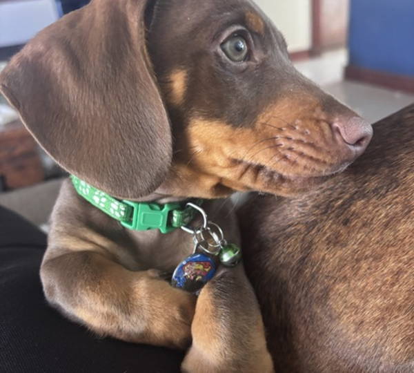 Chester