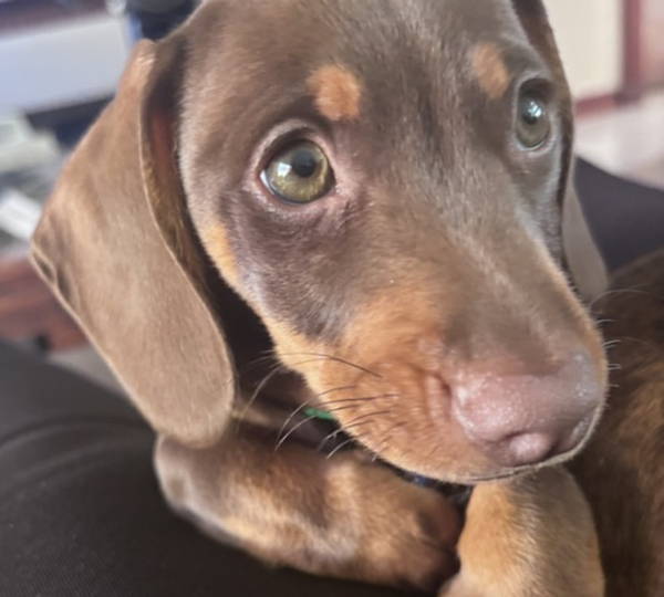Chester