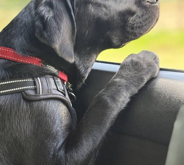 Oliver