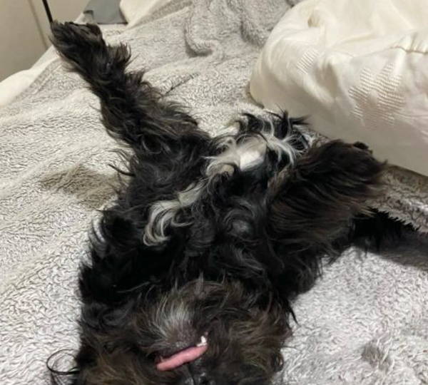 Ozzy