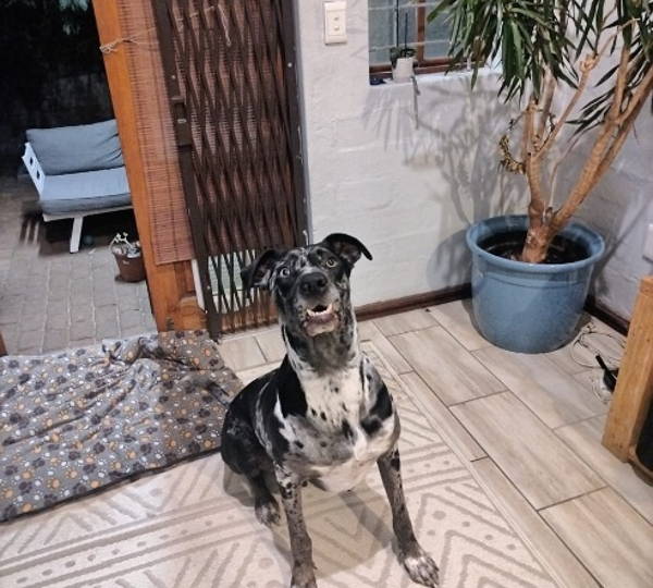 Leo