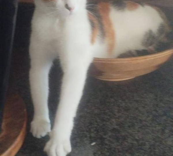Luka