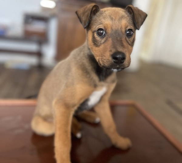 Stella