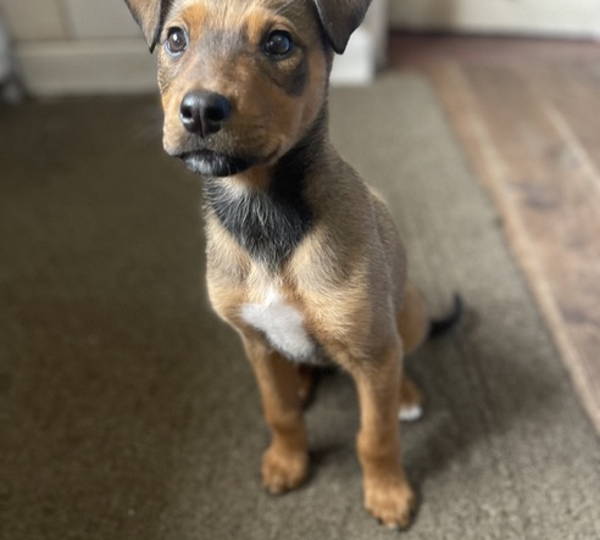 Stella