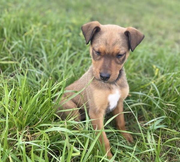 Stella