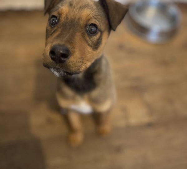 Stella