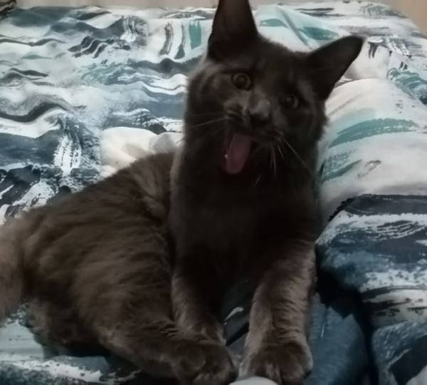 Felix