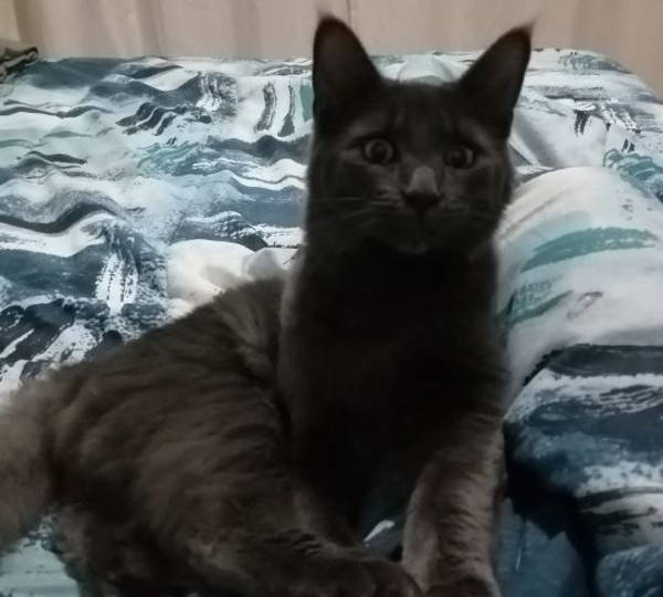 Felix
