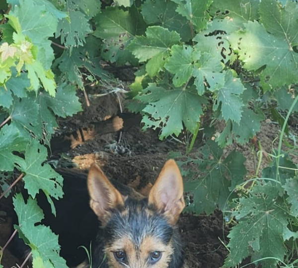 Zoe