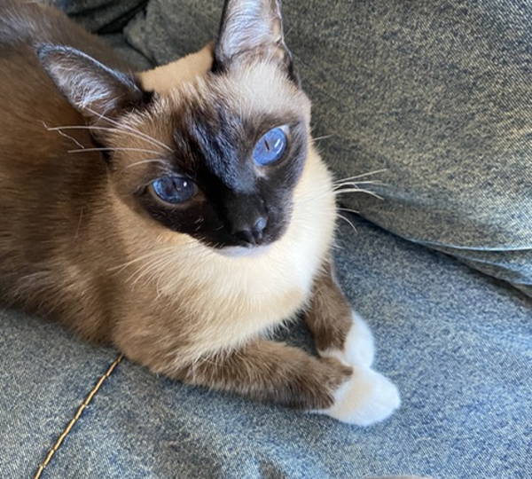 Bella