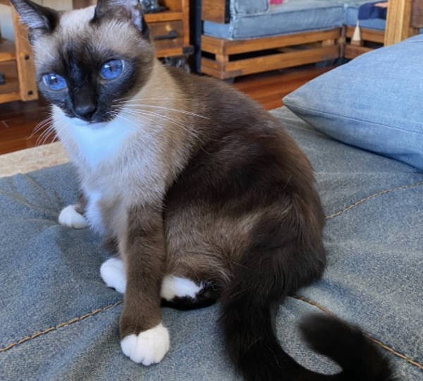 Bella
