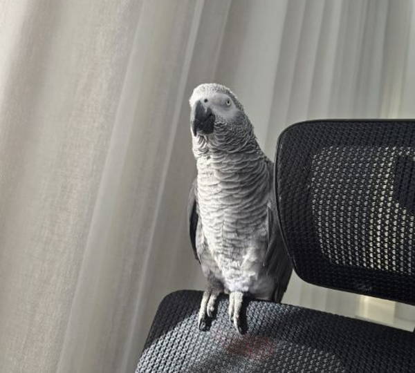 Enzo