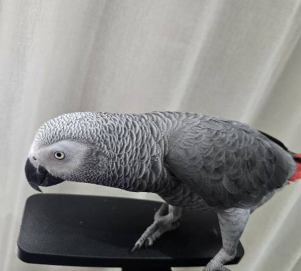 Enzo