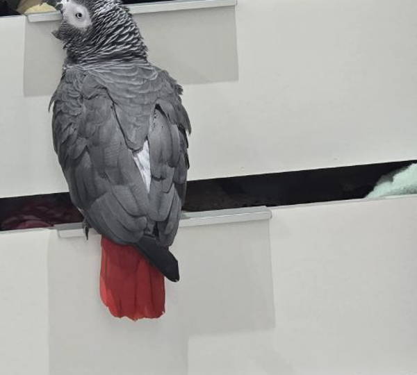 Enzo