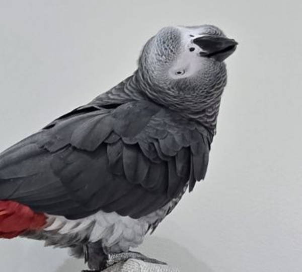 Enzo