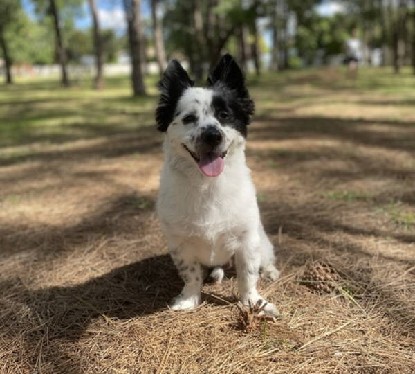 Oreo