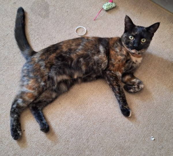 Nova