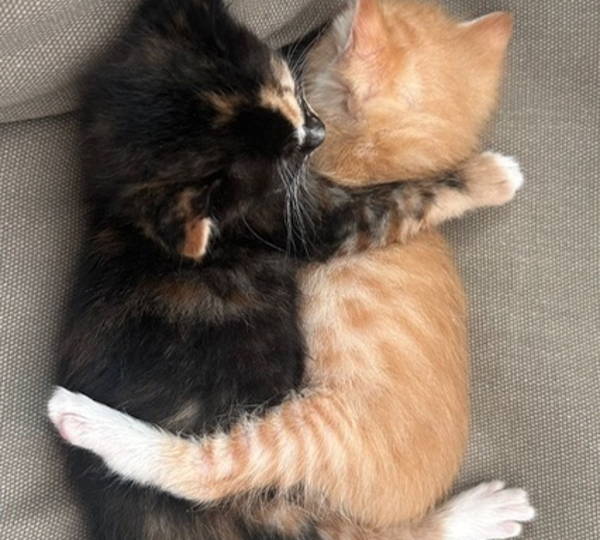 Coco & Mango