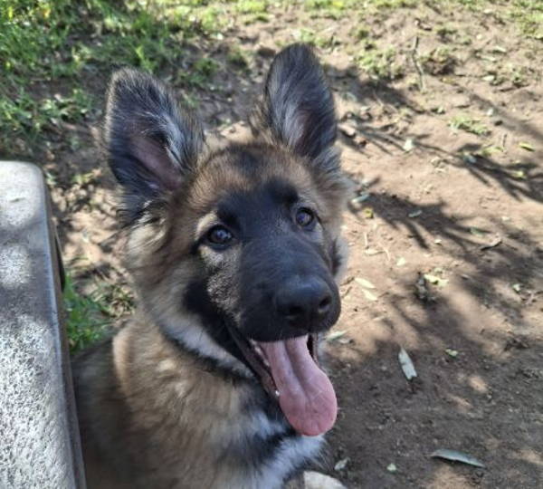 Koda