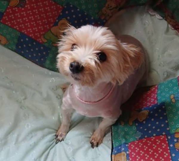 Lilly
