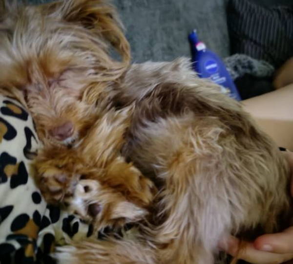 Peanut