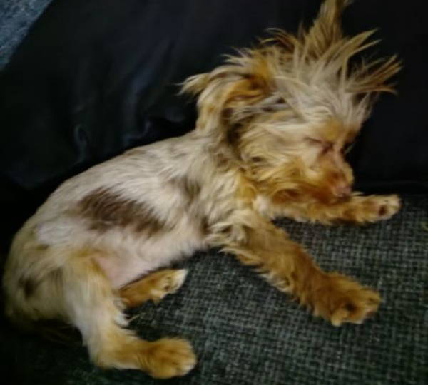 Peanut