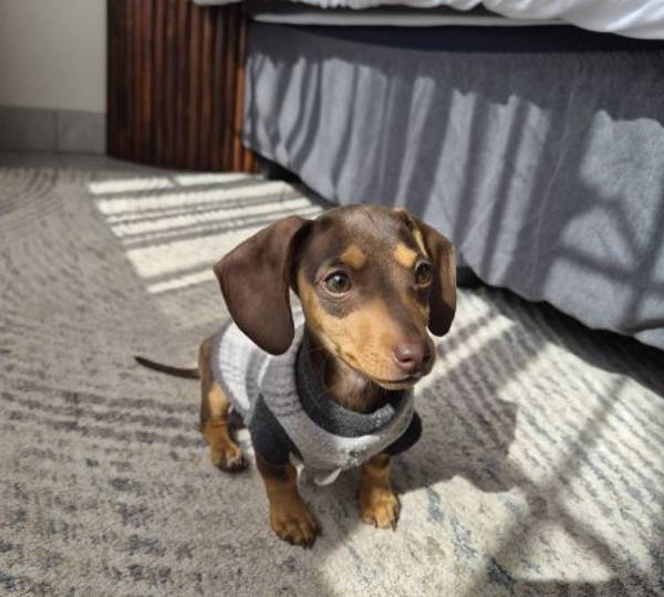 Hazel
