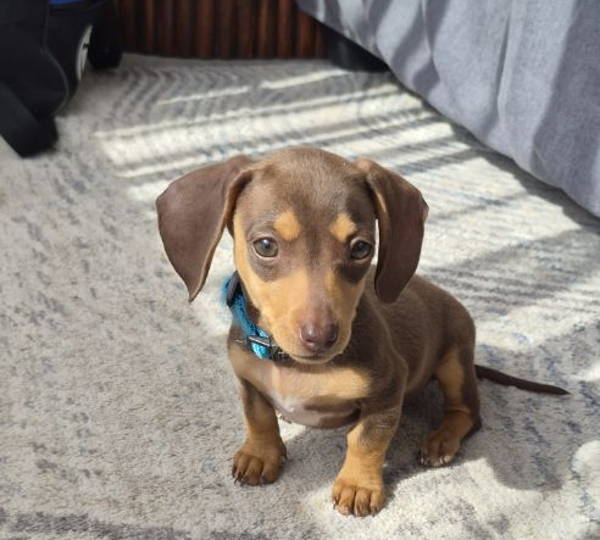 Hazel