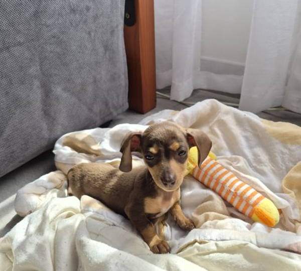 Hazel