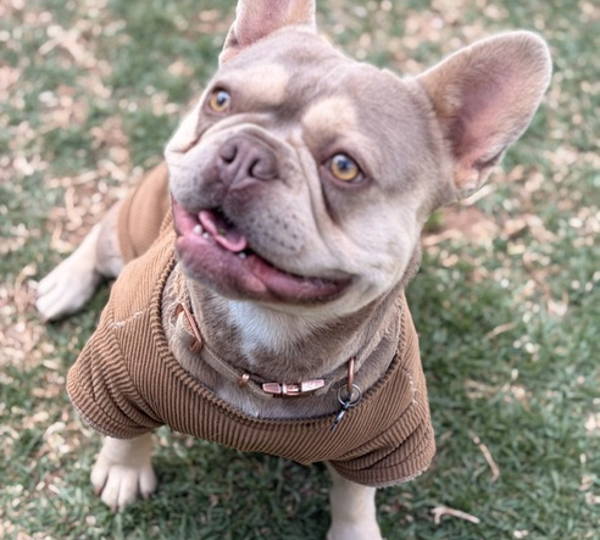 Dozer