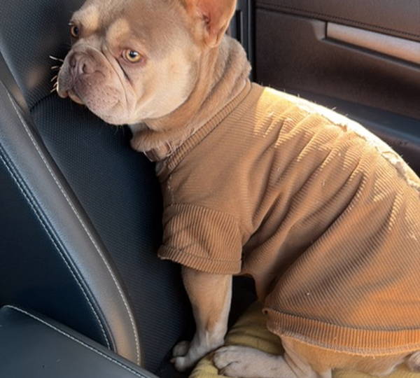 Dozer