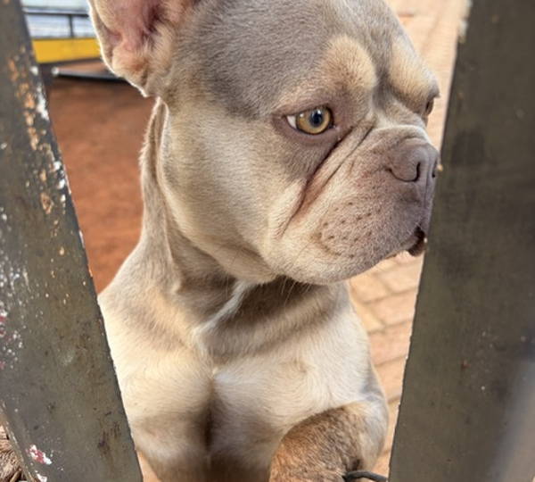 Dozer