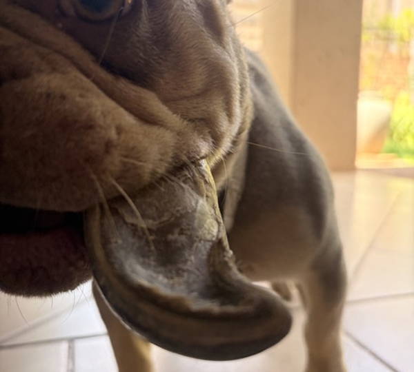 Dozer