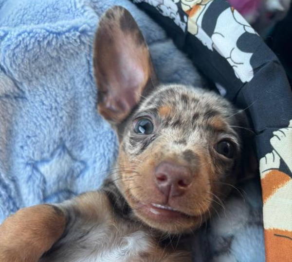 Maverick