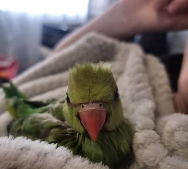 Kiwi
