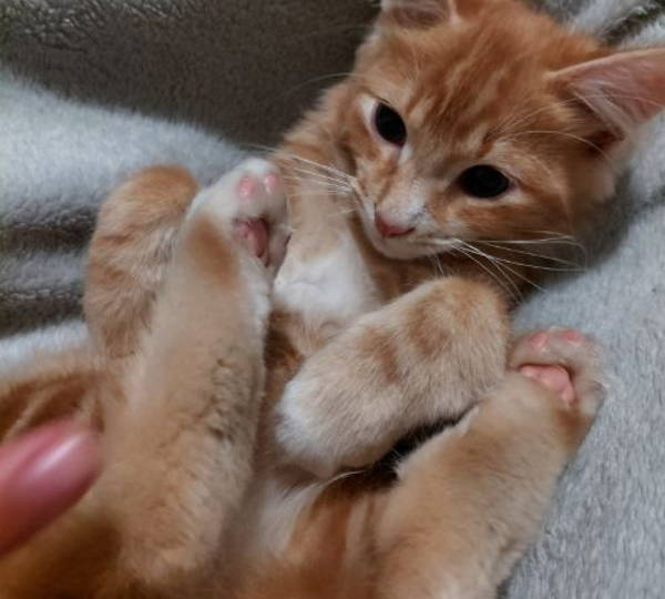 Astro