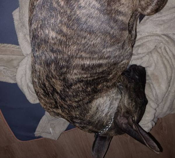Camo