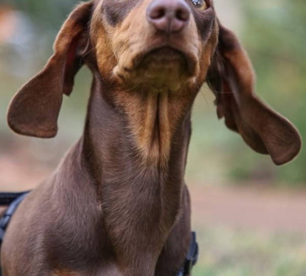 Bailey