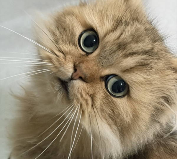 Gizmo
