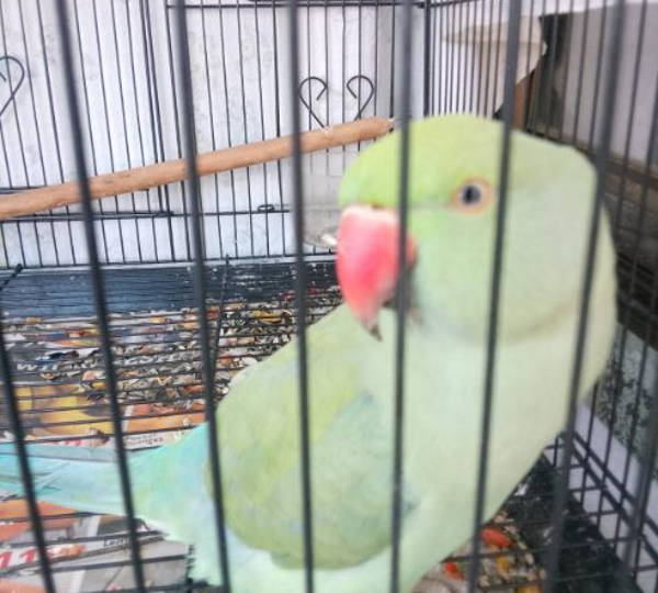 Coco