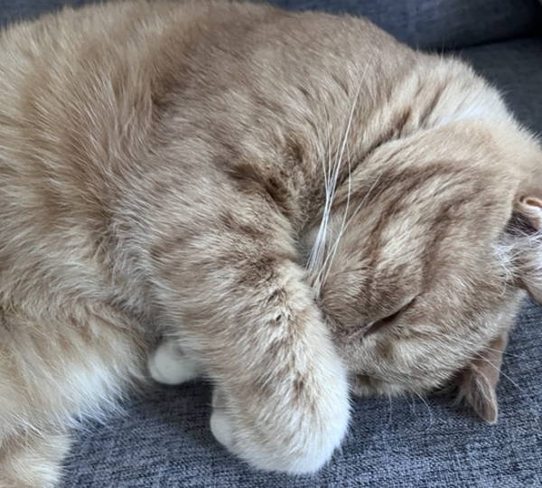 Fat Luie