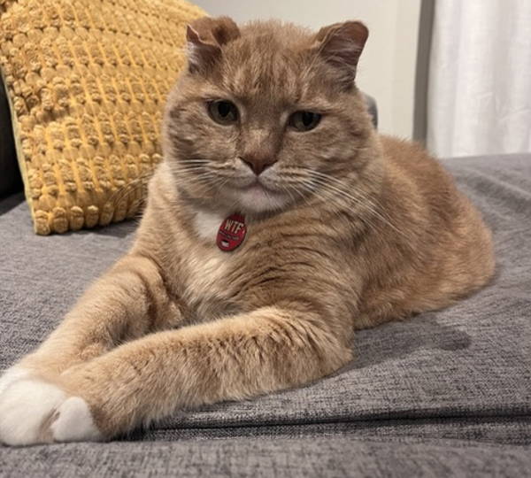 Fat Luie