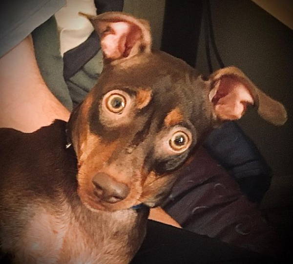 Diesel