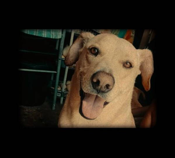 Percy
